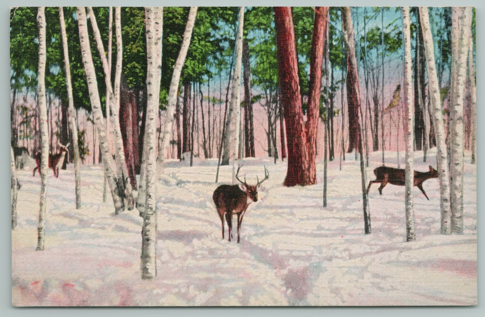 Idaho~winter Scene In The State~1940s Linen Postcard